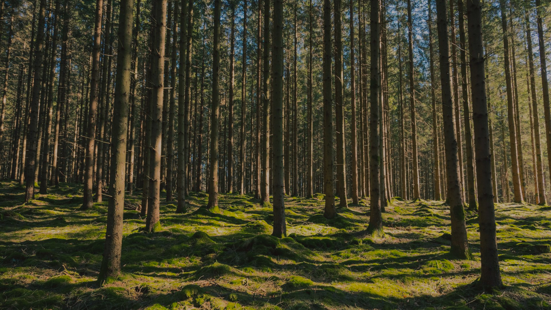 The amended EUDR: what has changed and what has remained?