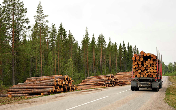 Blood-Stained Birch: The Lie Behind The Ply