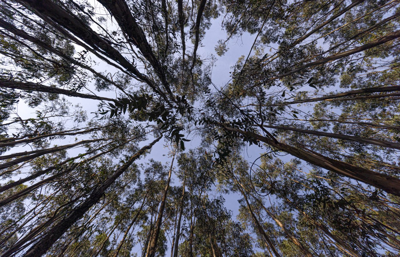 European Commission Regulation Imposes High Import Duties on Chinese Hardwood Plywood